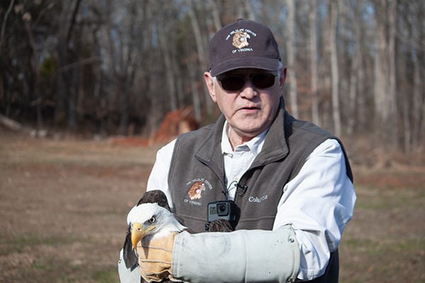 Virginia Wildlife Center releases recovered bald eagle at Leesville Lake Campground